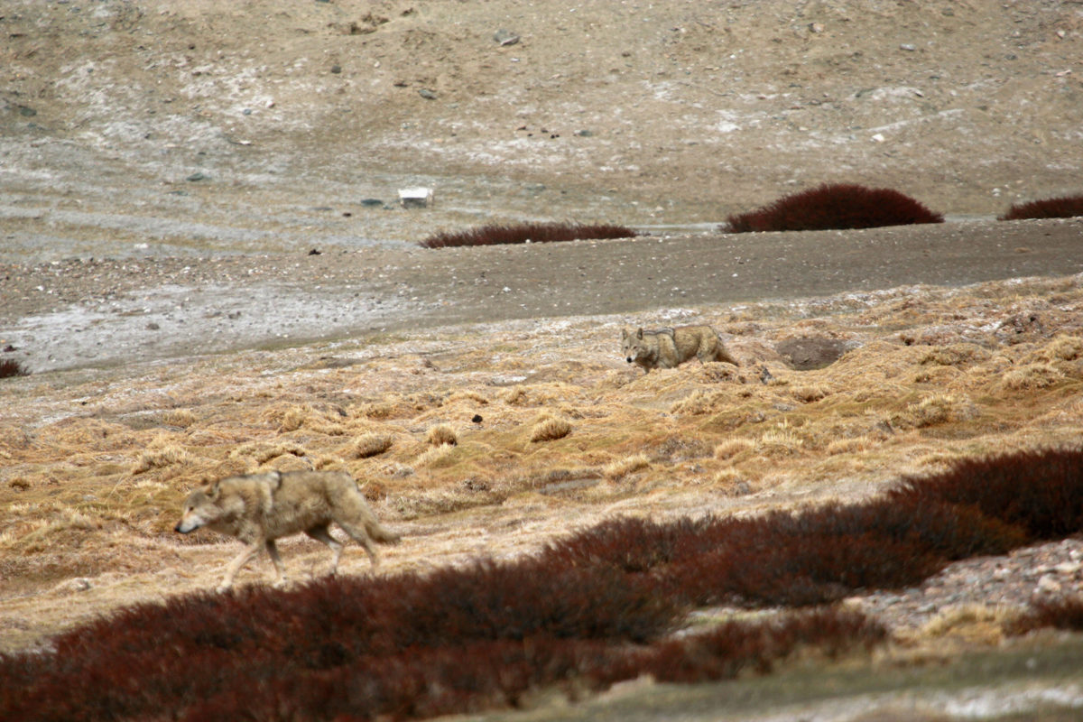 Changpa herders of Ladakh share a special relationship with their livestock and the wildlife, especially wolves, that co-occur in these high altitude lands. Photo by Rigzen Dorjay.