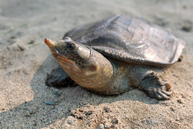 black-softshell-turtles-released-in-the-wild-could-help-update-iucn-status