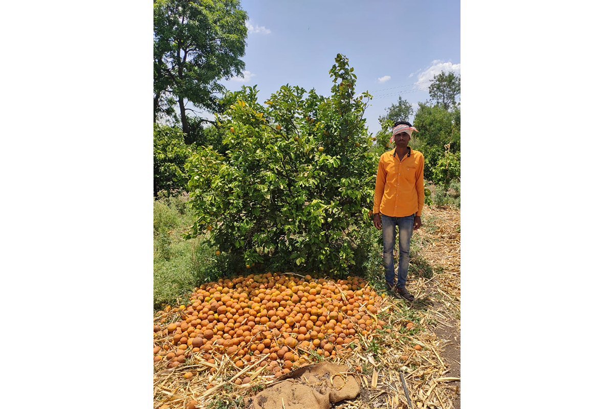 Dnyaneshwar Shrirang Lakde (Hadap village, Jalna) in his 0.8 ha sweet orange field. Photo from KVK, Jalna.