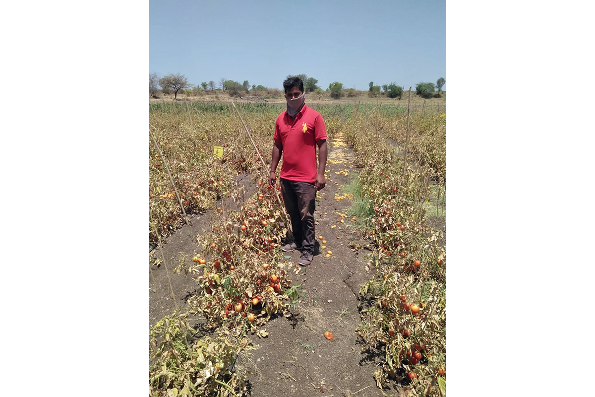 Sandesh Rathod from Dambri village in Jalna taluka stands in his two-hectare tomato field. Photo from KVK, Jalna.