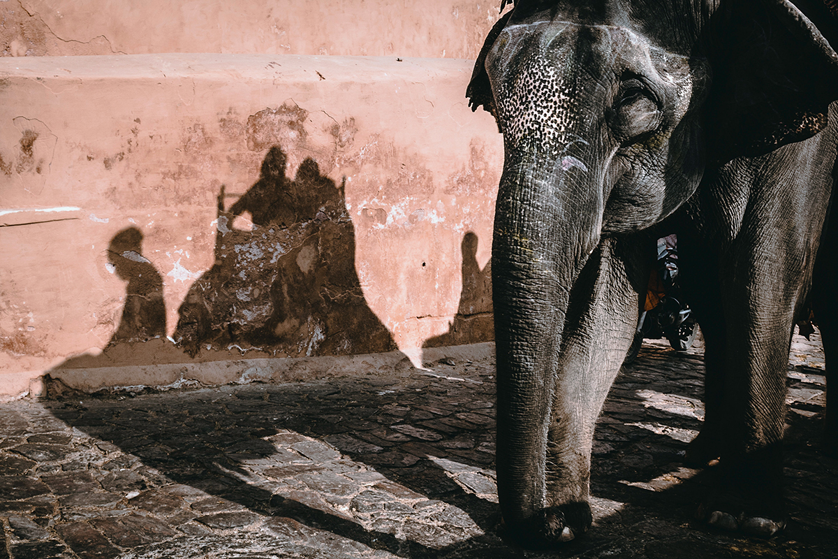 Many captive elephants are owned by individuals, tourist centres and institutions such as temples. Due to the COVID-19 lockdown, many of these animals across the country have been starving. Photo by Frank Holleman/Unsplash.