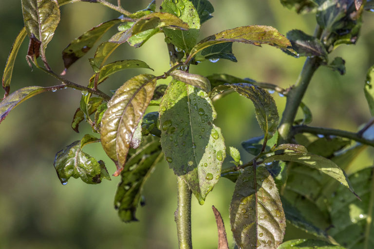 Droplets of condensate settling on leaves after the gas blowout in the oil well on May 27. The incident poses risk to health, livelihood, and ecology of the area. Photo by Imon Abedin.