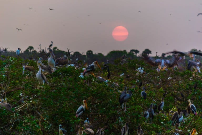 Vedanthangal Bird Sanctuary. Photo by Thangaraj Kumaravel/Flickr.