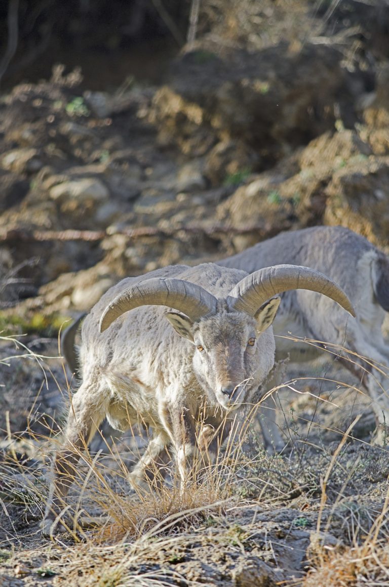 Livestock grazing drives blue sheep (bharal) to forage in suboptimal areas