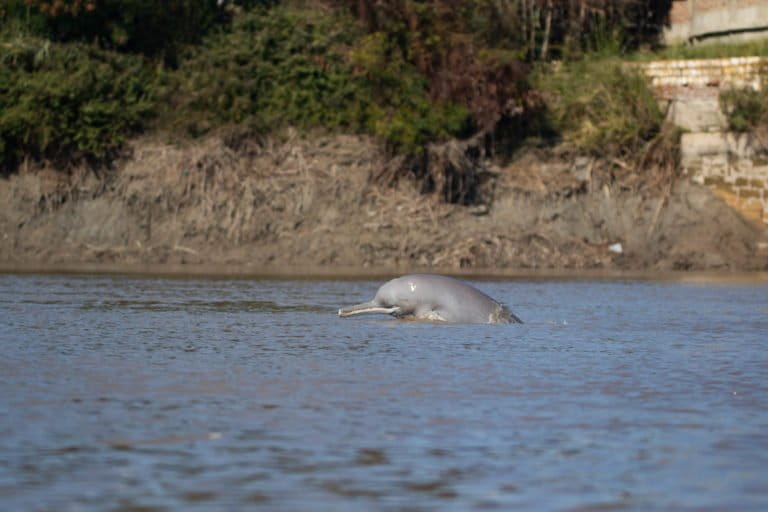 indus river dolphin habitat