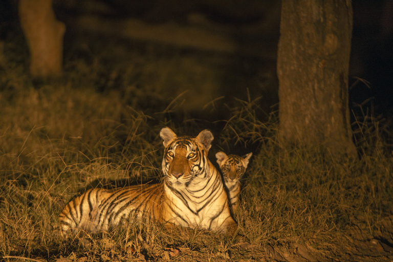 According to the latest report released by the Indian government, over 1,000 tigers out of 2,967 are estimated to be living outside tiger reserves. Photo by Kalyan Varma.