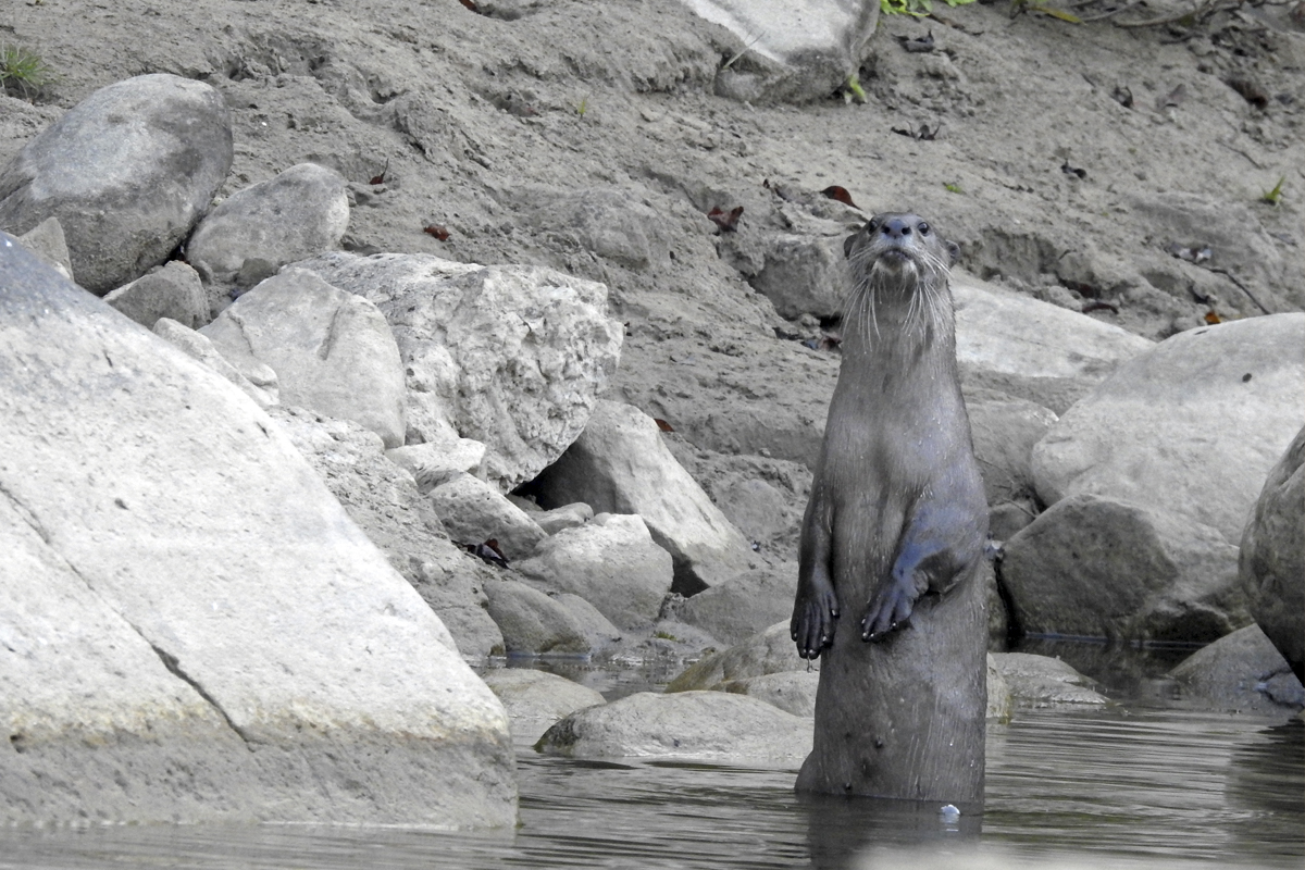 A female otter in river Kolhu, Uttarakhand. Photo by Sayanti Basak.