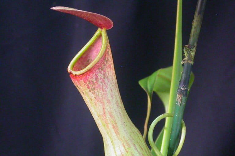 captivating-carnivores-saving-india-s-only-pitcher-plant