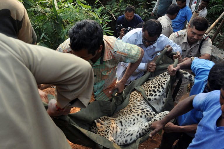 Zoo officials rescue a leopard from a dry well after it was tranquilised in a residential area of Guwahati in 2017. Photo by Manash Das.