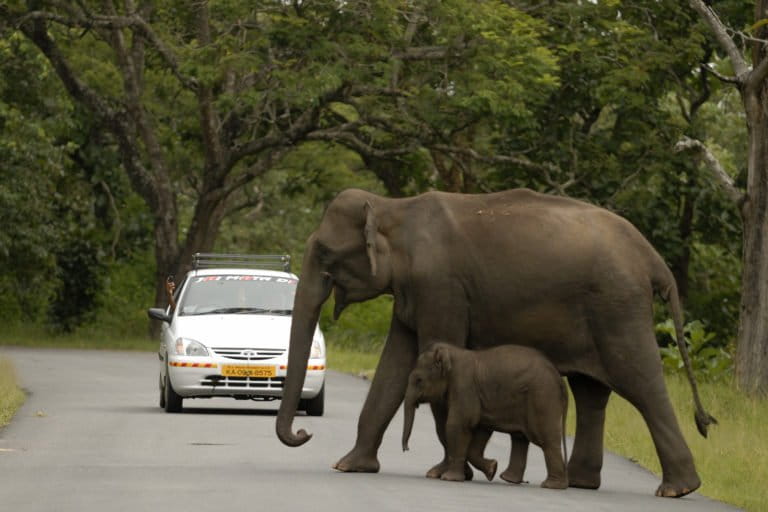 India’s environment ministry wants to reduce human-elephant conflict by