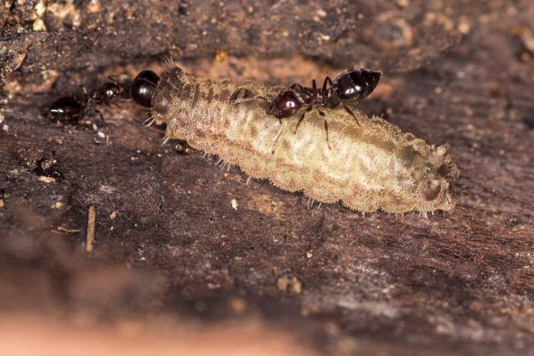 Crematogaster hodgsoni ants attending to a lilac silverline caterpillar. Photo courtesy Ashok Sengupta and G.S. Girish Kumar.