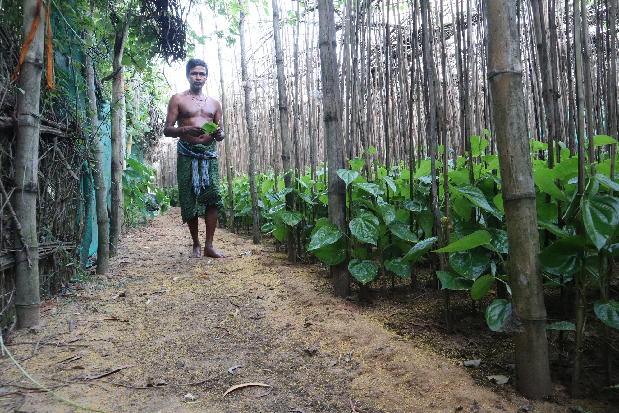 A beetel vine grower of Noliasahi village.