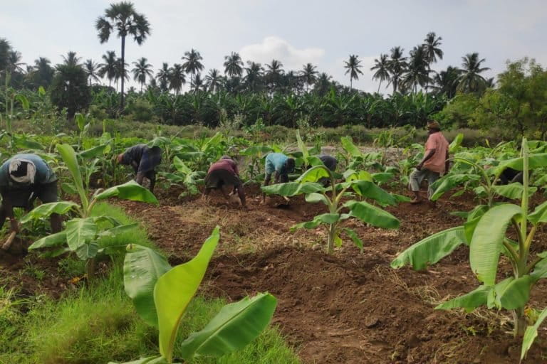 Banana cultivation in V.S. Arunachalam's Tamil Nadu farm.