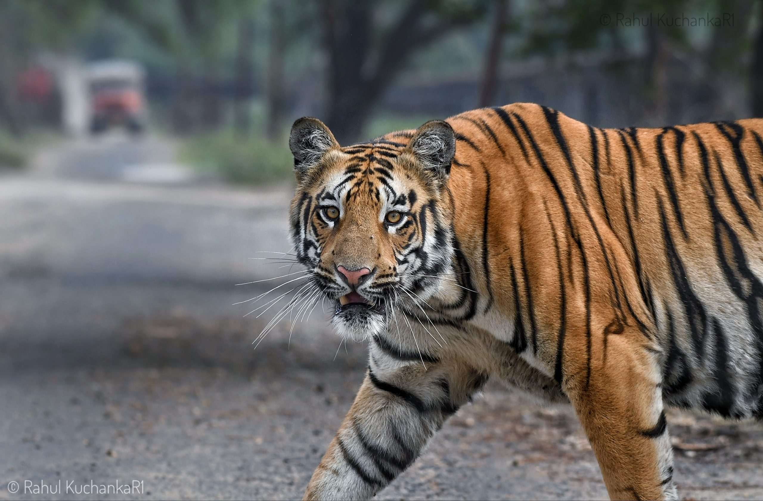 Tiger comes onto one of the streets in the CSTPS in January this year. Photo by Rahul Kuchankar