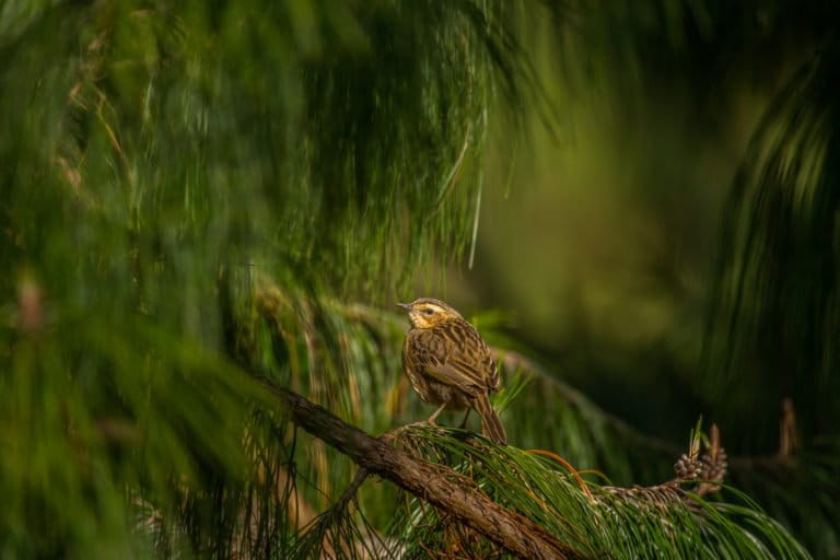 Nilgiri pipit