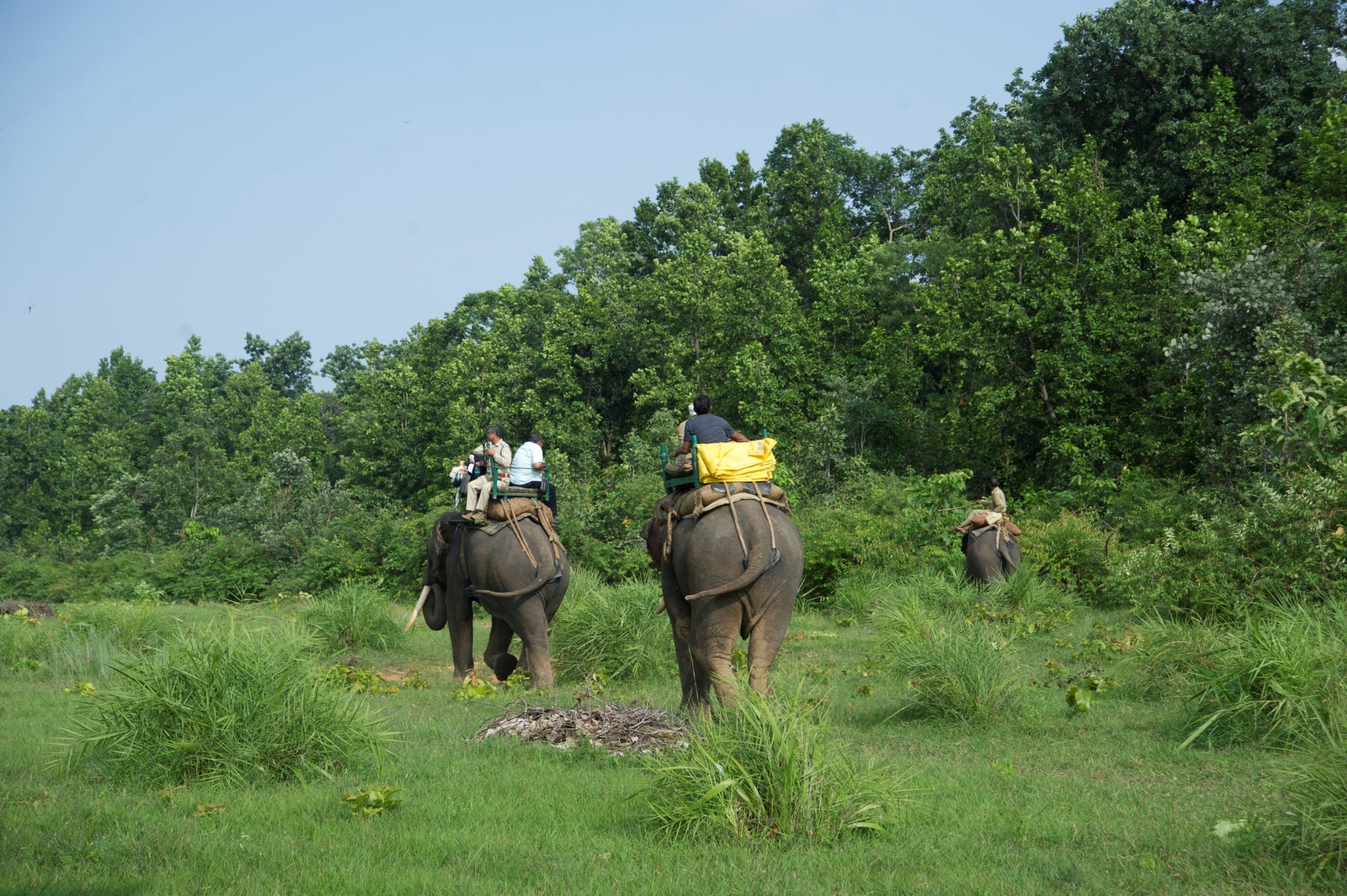 Forest team patrolling with the help of captive elephants in Madhya Pradesh. Image by Satyendra Kumar Tiwari
