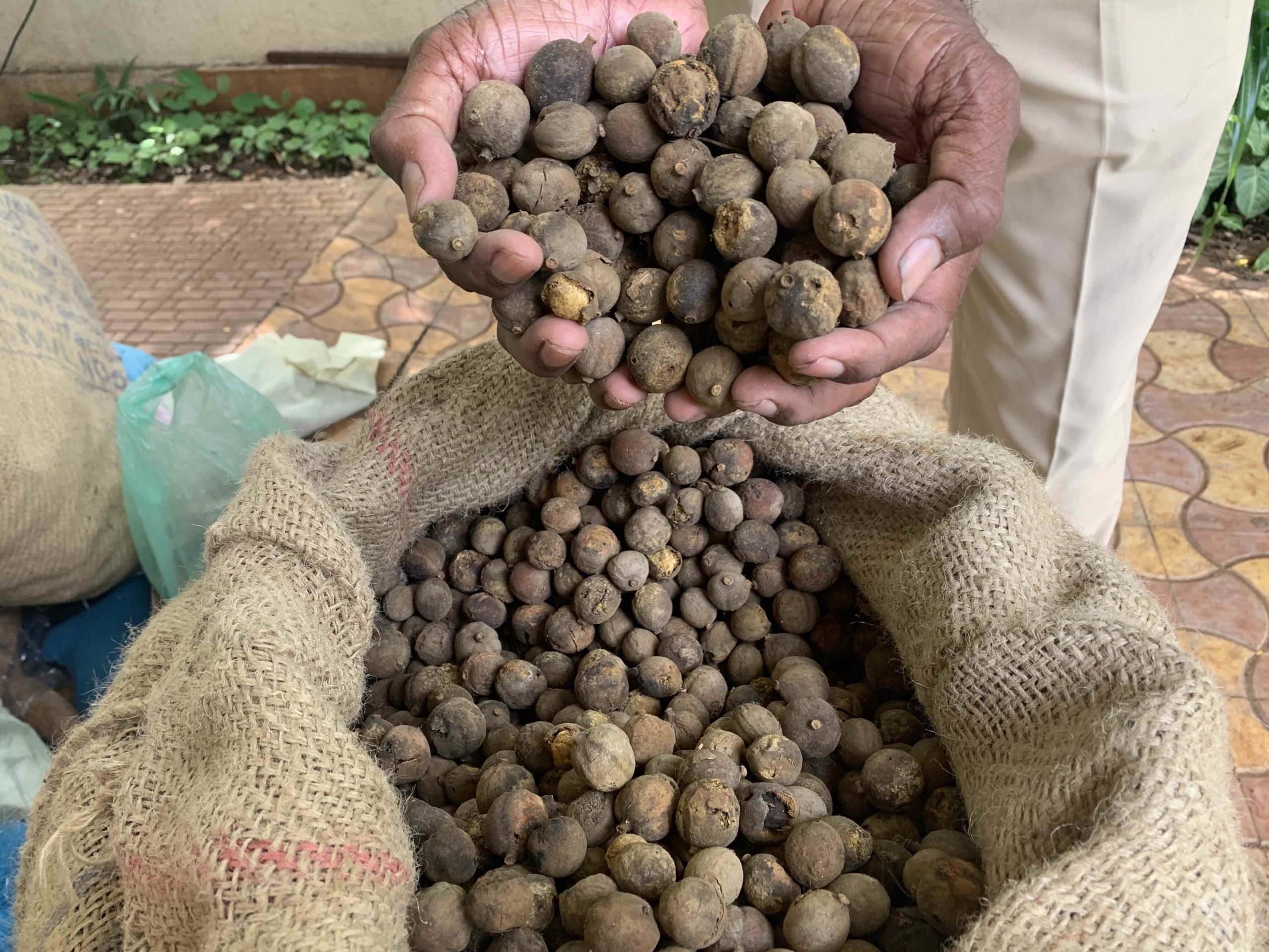 Seeds of Terminalia belerica THIS