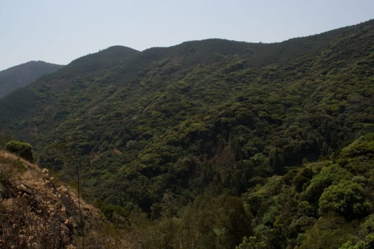 A high-altitude shola forest in the Western Ghats. Conserving such biodiversity is needed to protect the ecosystem services in the mountains and the plains. Photo by S. Gopikrishna Warrier/Mongabay.