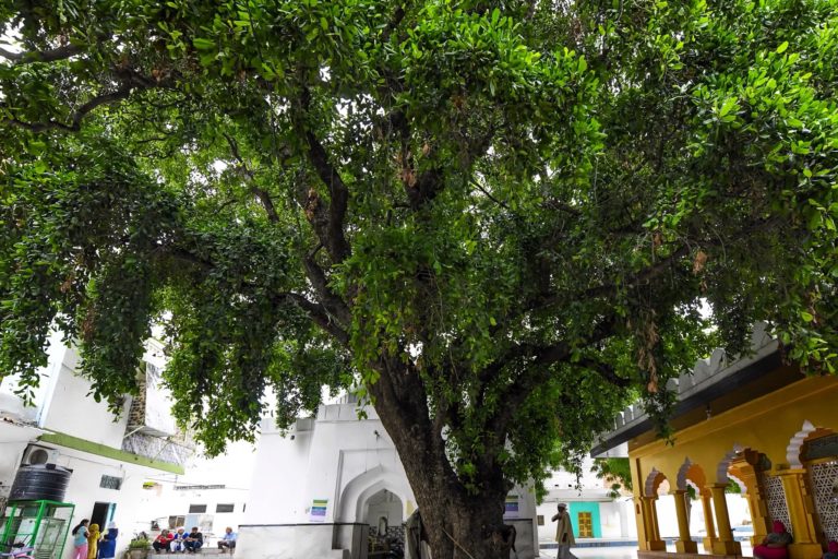 This Khirni tree is said to have been planted by Hazrat Makhdom Jahania Jahangast in 14th century in Chirag Dilli Dargah. It is part of 18 trees which have been given Natural Heritage of Delhi status. Photo by Syed Mohammad Qasim.