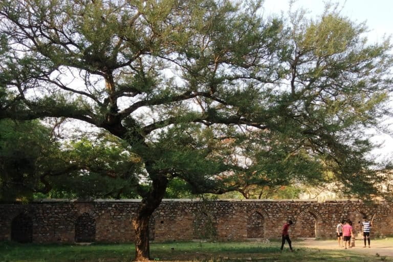 Boys play cricket under a tree in Mehrauli Archaeological Park. Photo by Deepanwita Gita Niyogi.