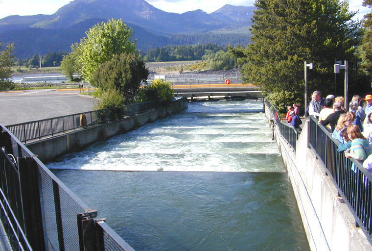 Fish ladders such as this one, located at Bonneville Dam on the Columbia River, USA, allow migration of fish during different phases of their life cycle. Here are 60 1-foot steps of the "ladder. Photo by Eric Guinther/ Wikimedia Commons.