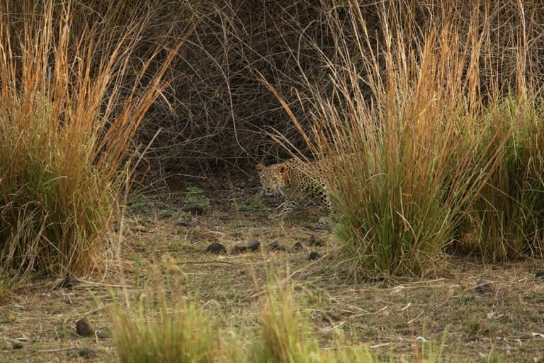 Several leopards have been recorded in the Dumna Nature Reserve. Photo by Amit Sharma.