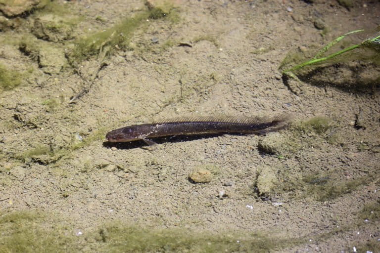 A Gollum snakehead under torchlight in its habitat. This fish dwells in underground freshwater aquifers. Photo by Unmesh Katwate.