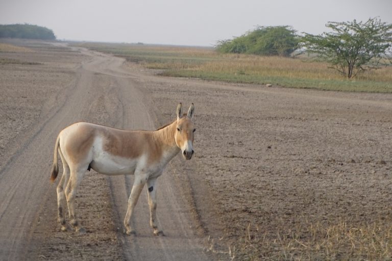 The iconic Asiatic wild ass or Khur which is the flair of the landscape. Photo by Abhijit Dutta.