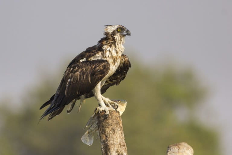 An Osprey with a feral Mozambique tilapia freshly caught from Goa’s Zuari river. Photo by Rahul Alvares.