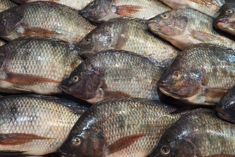 Freshly harvested Nile tilapia from a fish farm on display at a street food stall in Bangkok. Photo by Aaron Savio Lobo.