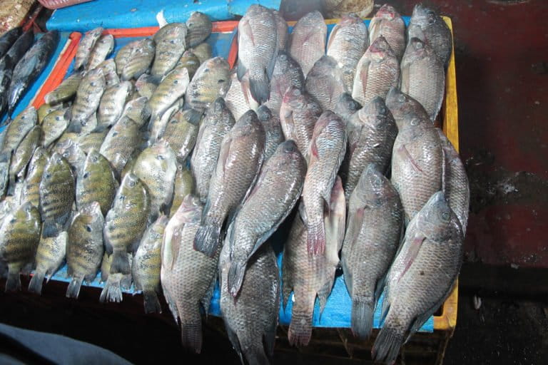 Pearlspot (left) and Mozambique tilapia (right) being sold together at the Ernakulam fish market, Kerala. Photo by Aaron Savio Lobo.