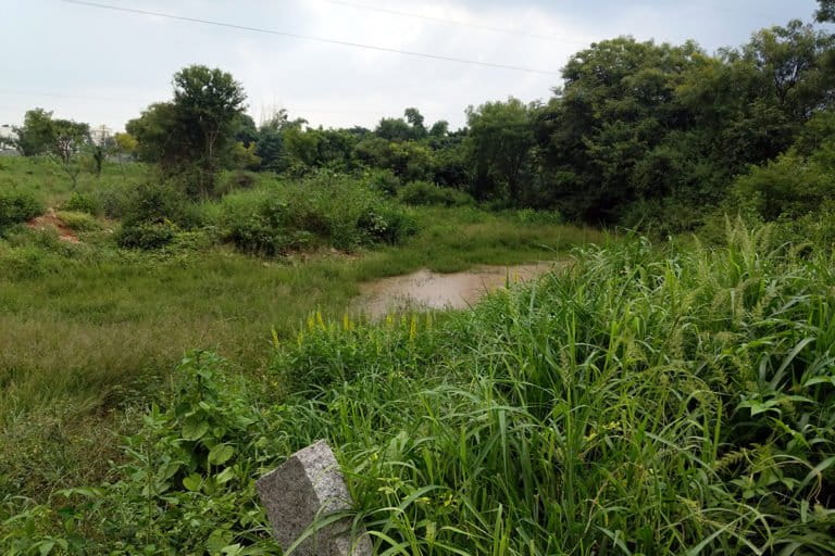 Doddabidarikallu katte within the Karnataka Handloom Development Corporation premises is a thriving mini-ecosystem. As per a report, 57.5% of gokattes and 75% of kuntes have disappeared. Photo by Mohit M. Rao.