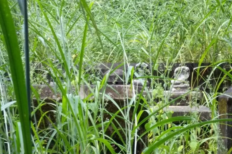 A sacred grove with serpent deities in Edayilakkad, Kerala. Photo by U. Prashanth Ballullaya.