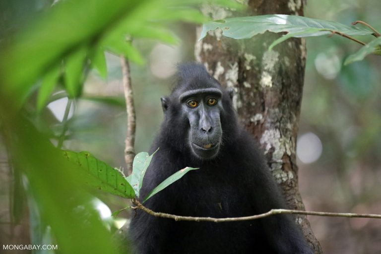 Crested black macaque. Image by Rhett A. Butler / Mongabay.