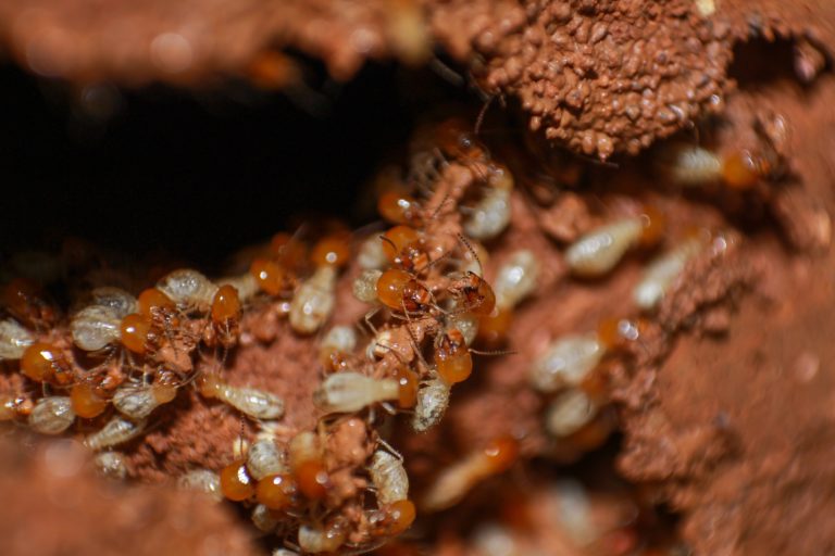 A termite colony inside a mound. Photo by Nikhil More.