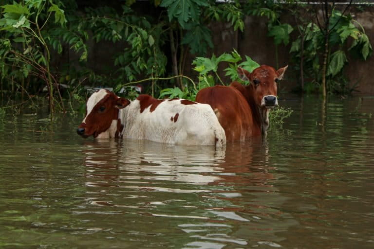 Several suburban areas such as Mudichur were flooded throughout the week. Photo by Adaleru Ramamoorthi