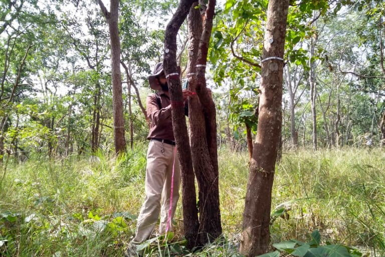 A data collector measuring tree girth in one of the long-term monitoring vegetation (LEMoN) plots in Telangana. Photo by Mittal Gala.