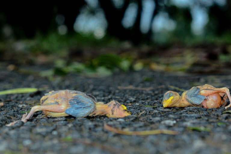 A pair of dead chicks of the baya weaver bird. The birds had fallen out of their nests when cyclone Amphan ravaged West Bengal. Photo by Saptarshi Gayen.