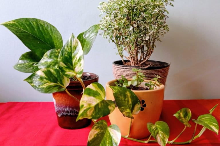 A collection of plants for festive gifting - Money plant, Jade and Aralia - Picture Courtesy - Shweta Thakur Nanda