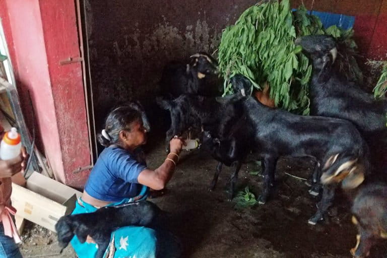 Venkatamma, who owns 20 goats, is now forced to travel long distances to access fodder after Kalkere lake was 'rejuvenated'. Lake redevelopment projects often exclude ecology and local communities. Photo by Mohit M. Rao.