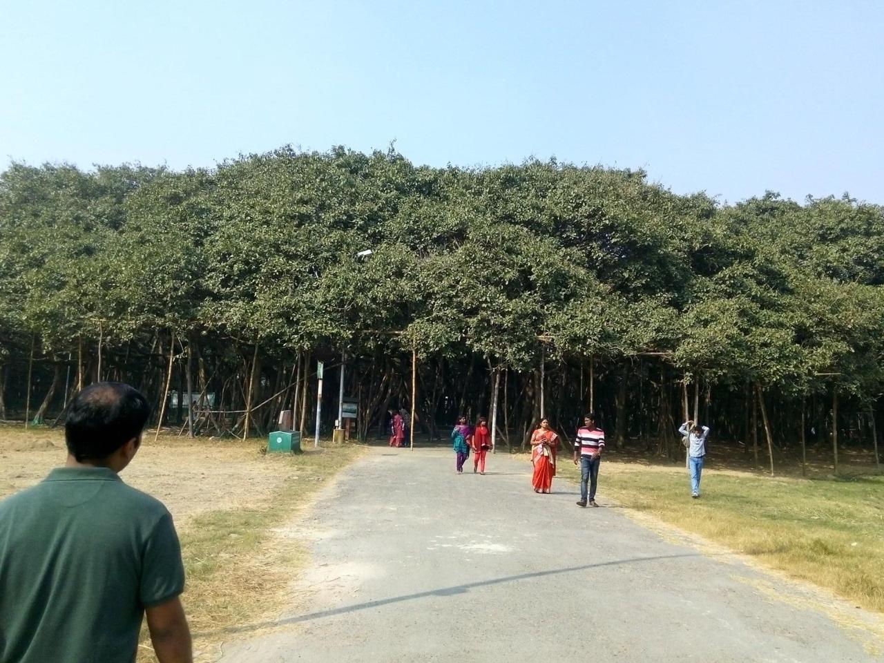Banyan tree at Bhose village. Pic credit- Prakash Kantheshwarkar, resident