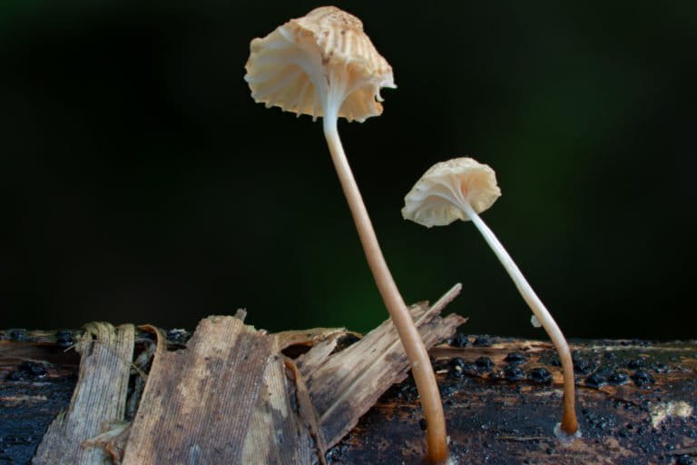 Roridomyces phyllostachydis fruiting bodies during the day. Photo by Steve Axford.