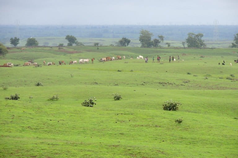 The lesser florican's habitat, a grassland, in the Dhar district of Madhya Pradesh. The habitat is under threat due to overgrazing. Photo from Dilsher Khan.