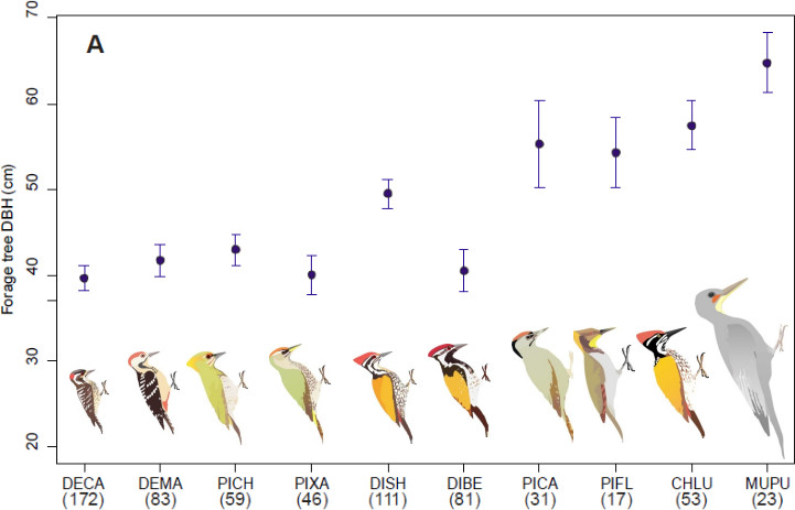 Forage tree diameter vs. woodpeckers based on their body size. Chart courtesy of Raman Kumar.  