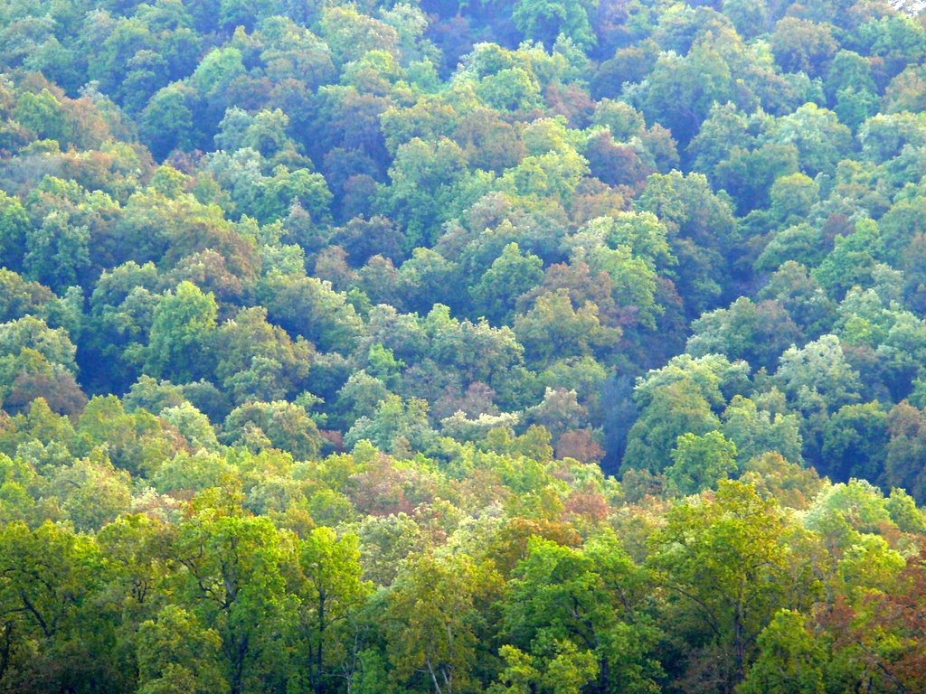 Sal forest landscape.jpg. Photo by Raman Kumar.