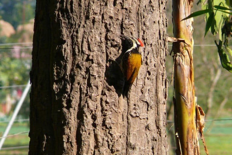 Black-rumped Flameback