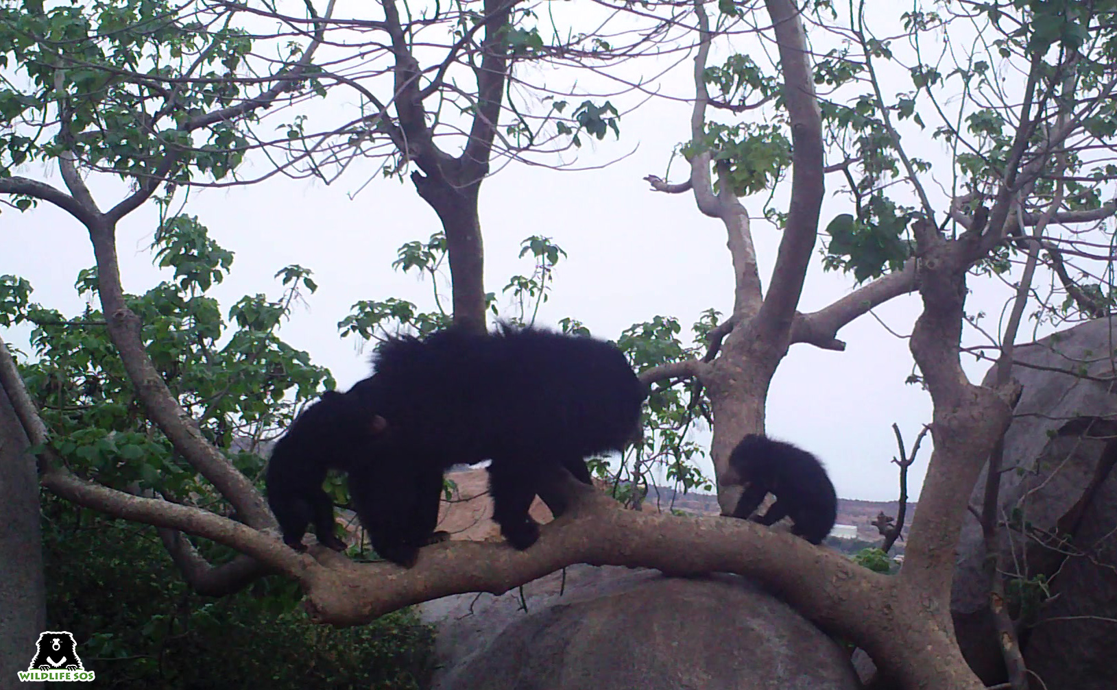 A sloth bear family photographer on camera trap. Banking on the positive attitudes of local communities towards bears, multi-faceted conservation approaches may be the only way to protect the species. Photo from Wildlife SOS.