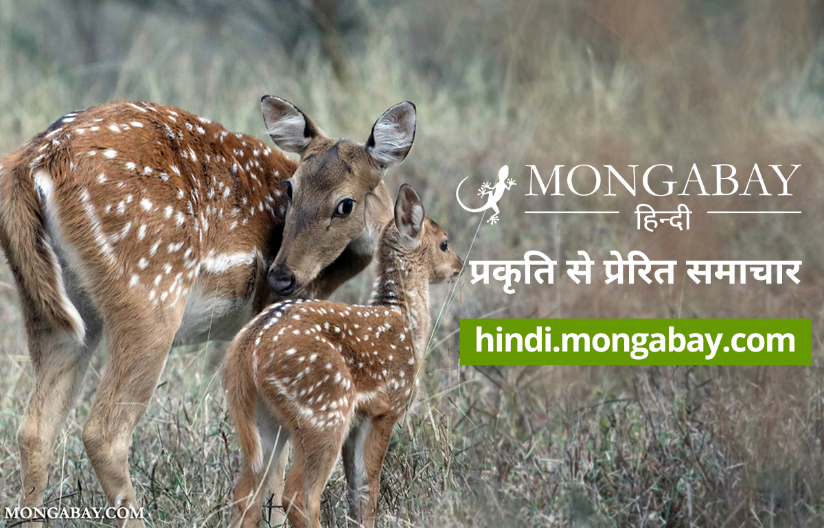 Deer information deals in hindi