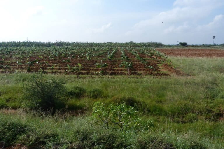 Banana plantation grown on grasslands. Photo by Thalavaipandi.