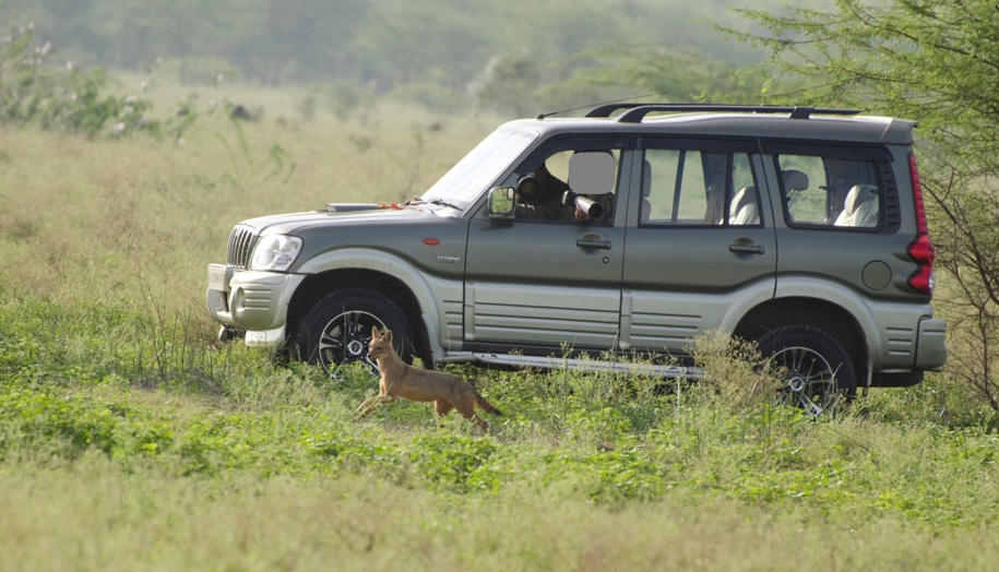 Photographers in vehicles chase a jackal in Hesaraghatta. Photo from K.S. Seshadri.